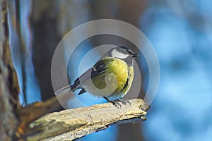 Tomtit on a tree in forest. Parus ater.