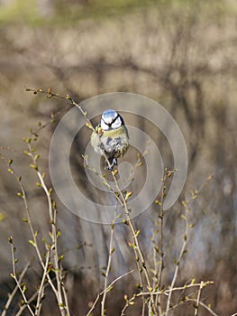 A tomtit on the twig