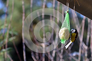 Tomtit in the winter eating