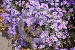 A ton of violet flowers of Michaelmas daisies