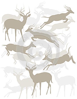 Tonal Antelopes photo