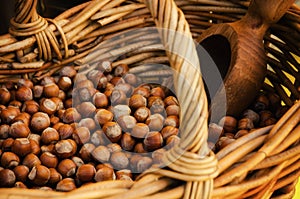 Tonda Gentile di Langa, hazelnut of Piedmont