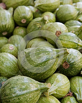 Tonda Niza Green Squash photo