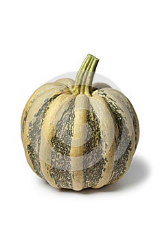 Tonda Padana pumpkin