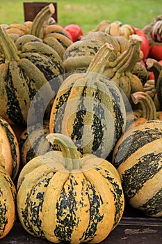 Tondo,One of the most sought after Fall squash photo