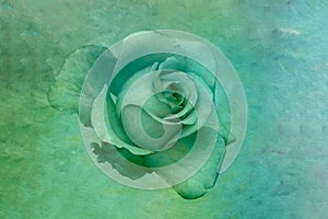 Tone in tone green rose macro on textured paper background