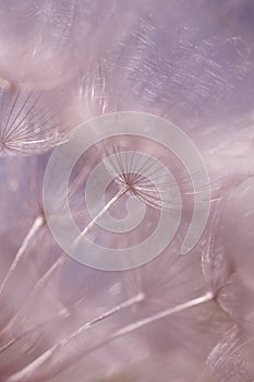 Toned abstract dandelion