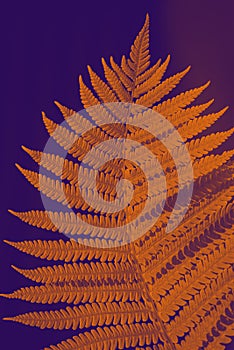 Toned background in orange and violet tones in the sunshine fern leaves.