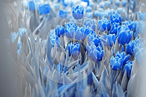 Toned blue pink tulip flower with water drops,macro photo.One flower head in green field after rain,close up.