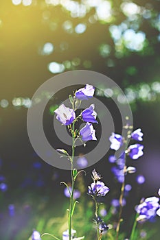 Toned cluster of big Bluebell or Campanula persicifolia,