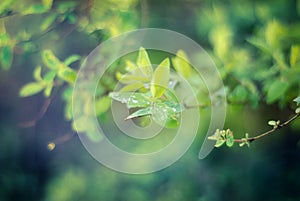 Toned green foliage