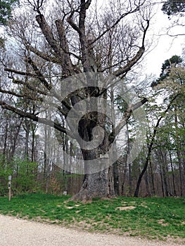 Toned image of 500 year old oak tree in Deutschland