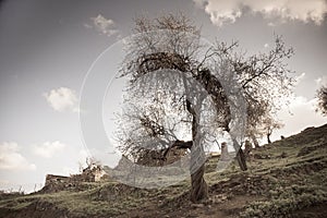 Toned image of almond trees and ruins in abandoned village in Tylliria, Cyprus