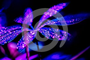 toned image of blue schefflera plant with pink drops,