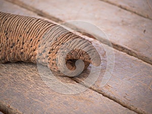 Toned image of an elephant trunk