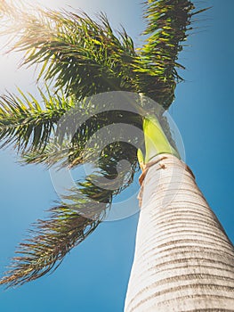 Toned image of high tropical palm tree against blue sky and bright sun