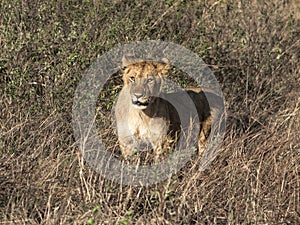 Toned image of a lonely lioness with a surprised expression muzzle against high grass in the Masai Mara National Park