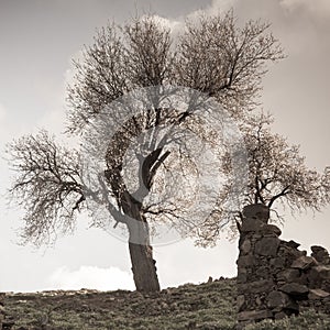 Toned image of two almond trees and ruins in abandoned village in Tylliria, Cyprus