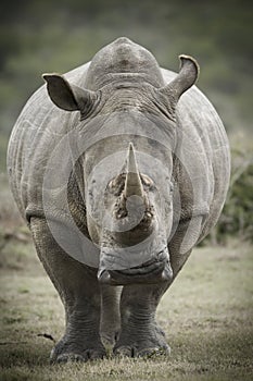 Toned image of a White Rhinoceros