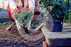 Toned image of a woman planting garden flowers in the garden in summer