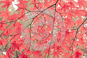 Toned Japanese Maple Leaves in Autumn