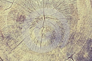 Toned layour made of old tree cut with small cracks. Background for text