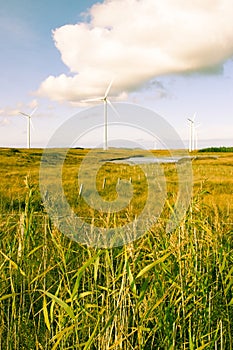 Toned long grass and bogland with wind turbines