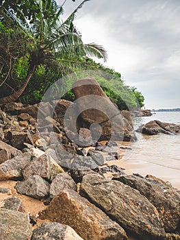 Toned photo of coconut palms growing in the ocean lagoon on tropical island