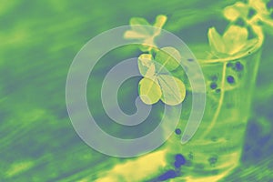 Toned photo of four leaf clover in green yellow tones.  Four-leaf clover glass with water  wooden background.