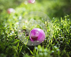 Toned photo shallow DOF colorful Easter eggs on green grass field with early morning backlit light, eggs hunting tradition at