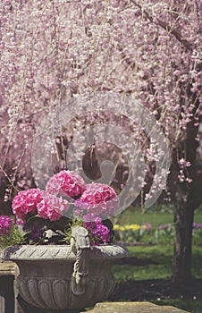 Toned picture of potted hydrangeas and cherry blossoms