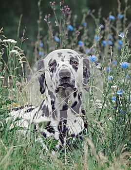 Toned portrait of a cute dog dalmatian laying in the field of fl