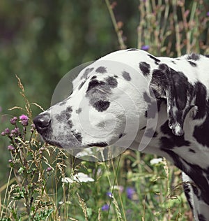 Toned portrait of a cute dog dalmatian smelling the flower