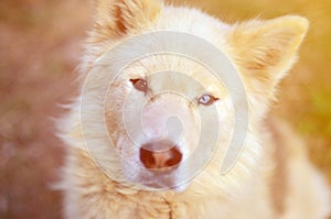 Toned portrait of the White Siberian Samoyed husky dog with heterochromia a phenomenon when the eyes have different colors in t