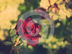 Toned red rose in dewdrops after the rain