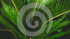 Toned shot of light rays shining through green tropical leaves in rainforest covered in dew and water droplets