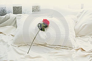 Toned shot of red rose lying on bed at morning