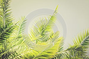 Toned sunlight Palm leaves background with copy space