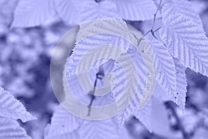 Toned with Very Peri color autumn leaves of birch on defocused garden. Abstract horizontal background.