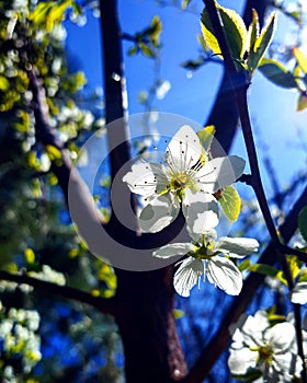 Tones of blue and green in the blossom 2