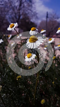 Tones of daisies