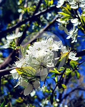 Tones of green and blue in the flower