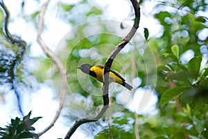 Tongan whistler, pachycephala jacquinoti, Vava`u, Tonga