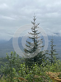Tongass National Forest at the top of Hoonah Mountain in Icy Strait, Alaska