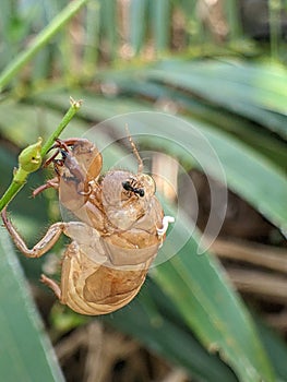 Tonggeret epidermis, crying is a term for all kinds of insects belonging to the suborder  order Homoptera that make loud noises photo