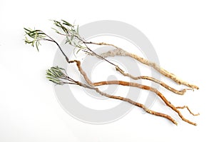 Tongkat Ali (Eurycoma longifolia jack)