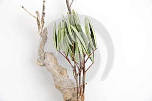 Tongkat Ali (Eurycoma longifolia jack)