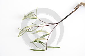 Tongkat Ali (Eurycoma longifolia jack)