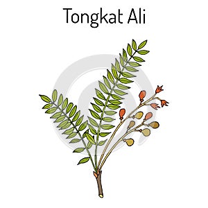 Tongkat Ali Eurycoma longifolia , or Pasak Bumi, medicinal plant.