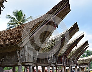 Tongkonan and traditional houses.